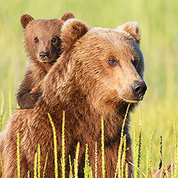 Bear - Alaska Photo Tours