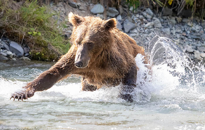 Katmai Bears Photo Tour