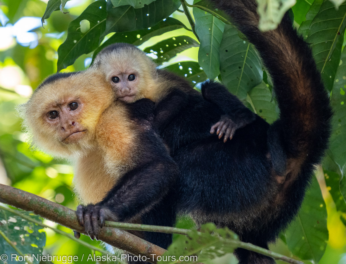 Costa Rica Photo Tour